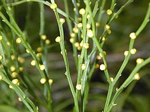 Psilotum.jpg