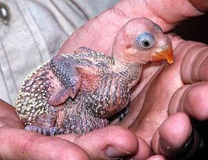 Psittacula echo chick