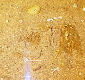 Puffinus holeae fossils