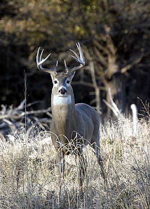 Quivira-Whitetail-Buck