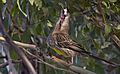 Red wattlebird - 3