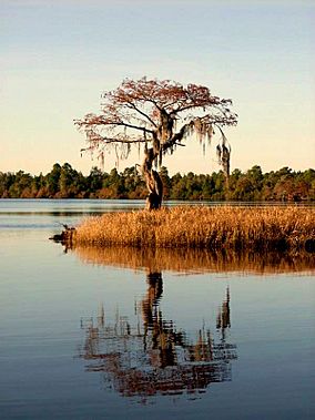 Reflective cypress in Lake Singetary.jpg