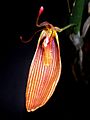 Restrepia antennifera Orchi 02