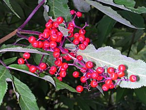 Sambucus pubens 2 (5098100028).jpg