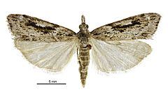 Scoparia s.l. falsa male.jpg