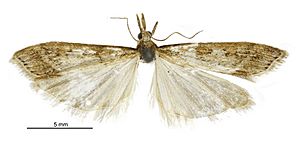 Scoparia s.l. turneri male.jpg