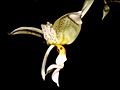 Stanhopea inodora Orchi 001