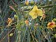 Starr 010209-0260 Parkinsonia aculeata.jpg