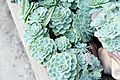 Succulents in a CT Greenhouse