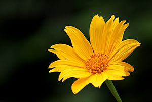 Tithonia diversifolia (Tree marigold).JPG