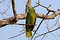 Turquoise-fronted amazon (Amazona aestiva) 2