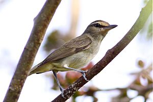 Yucatan Vireo (6842666740).jpg