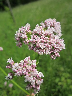 20130530Baldrian Altlussheim2.jpg