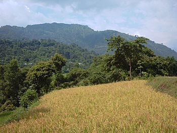 4 upland rice field