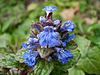 Ajuga reptans atropurpurea 0.11 R.jpg