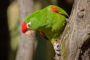 Aratinga andský zoo praha 1.jpg