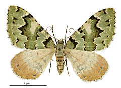 Asaphodes adonis female.jpg