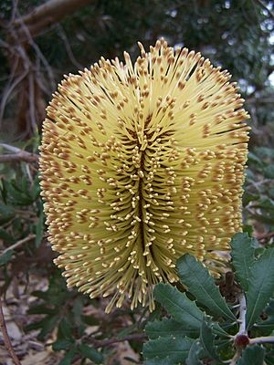 Banksia epica 02 gnangarra