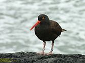 Black Oystercatcher - IMGP1549