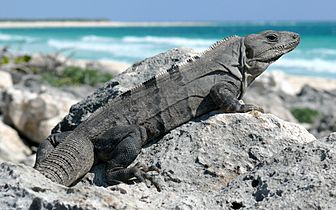 Black Spiny-tailed Iguana-27527