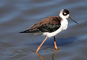 Black necked stilt Himantopus mexicanus