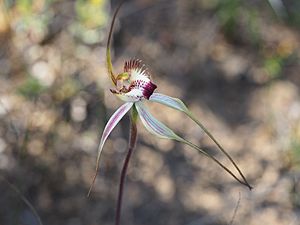 Caladenia heberleana 02.jpg