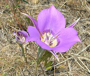 Calochortus macrocarpus.jpg