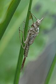 Calopteryx.virgo.exuvium