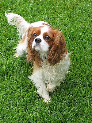 Cavalier King Charles Spaniel 02