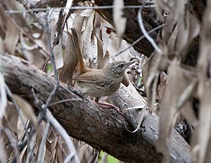 Chestnut- Rumped Heathwren small fx.jpg