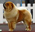 Chow-chow in Tallinn