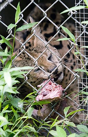 Chow Time (3682319771)