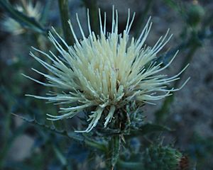 Cirsium cymosum.jpg