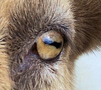 Closeup of goat eye