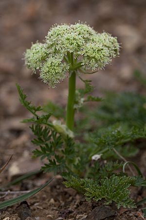 Cnidium Cnidifolium (7833244076).jpg