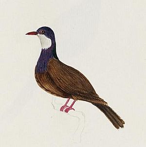 Columba vitiensis godmanae