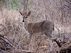 Common Duiker1