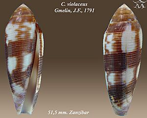 Conus violaceus 1.jpg