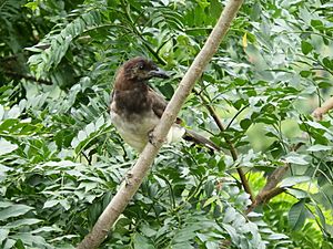 Cyanocorax morio (Brown jay).JPG