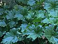 Darmera peltata "Indian rhubarb"