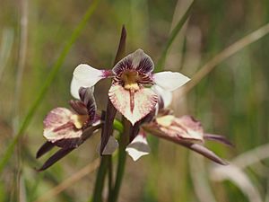 Diuris eborensis flower.jpg