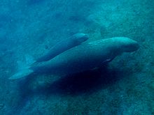 Dugong mother offspring