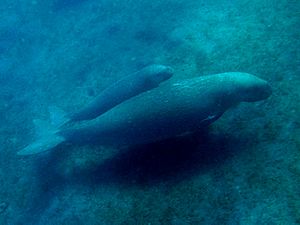 Dugong mother offspring