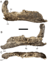 Eolambia dentary