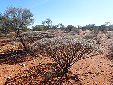 Eremophila spectabilis brevis (habit)