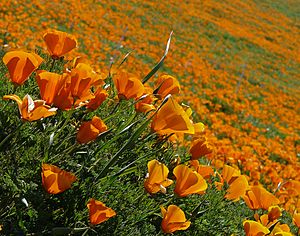 Eschscholzia californica (2)