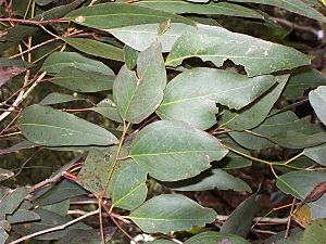 Eucalyptus bosistoana Batemans Bay