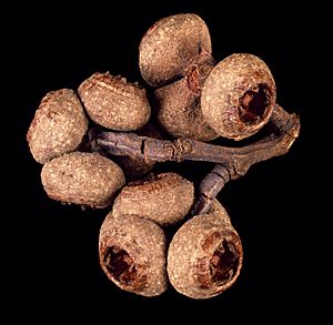 Eucalyptus capitellata fruit