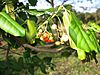 Euonymus fortunei 2.JPG