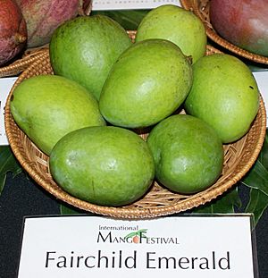 Fairchild Emerald mango